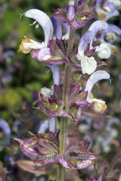 salvia sclarea 2 graphic